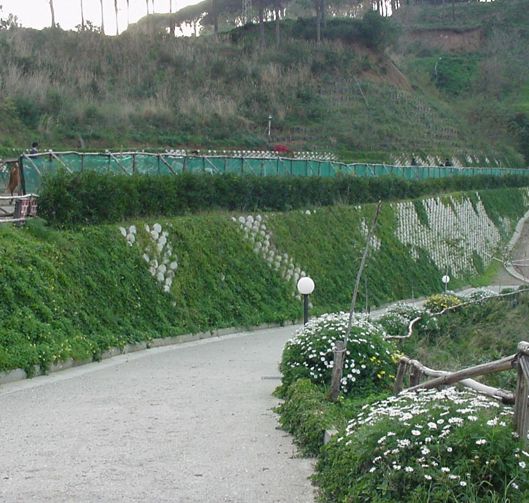 pag-55